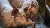 Larm: Ovanlig salmonella hos skånska grisar