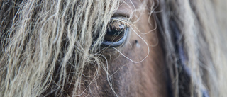 Två hästar stals från stall i Vimmerby • "Trodde de var ute på träning"