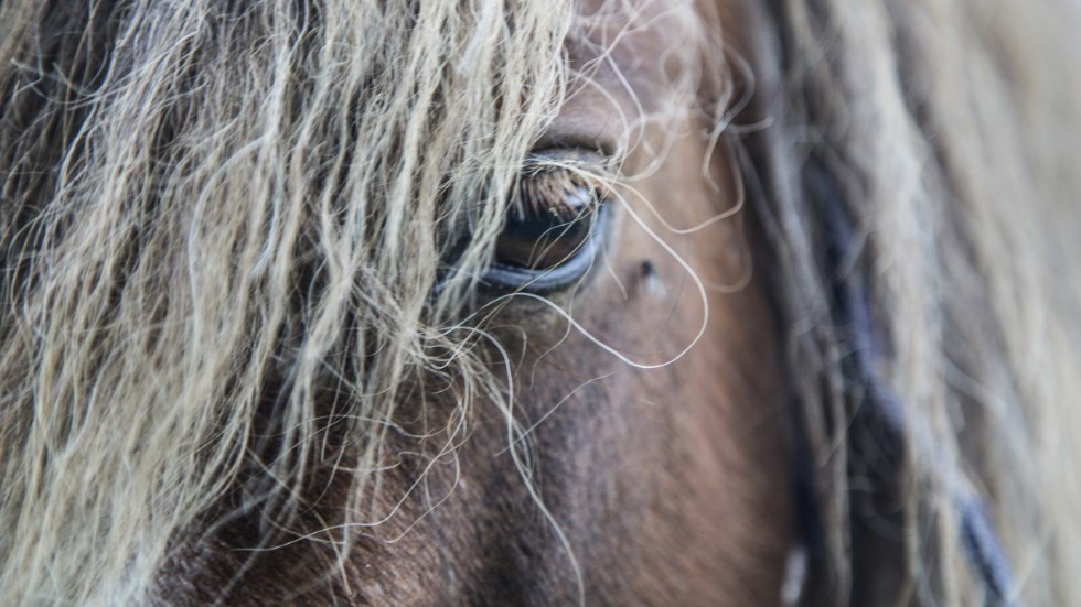 Två hästar har försvunnit i Vimmerby. Det är inte hästen på bilden. 