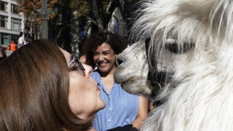 Oregons demokratiska guvernör, Kate Brown, är nära att ge Caesar "The no drama lama" en puss under en demonstration i Portland 2018.