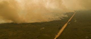 Djurlivet i Sydamerika hotas av skogsbränder