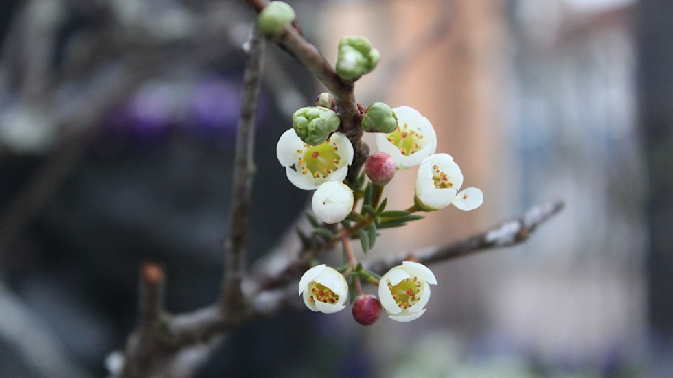 Körsbärsträdet intill Astrids skrivbord blommar, med äkta körsbärsblommor i kombination med vaxblommor.