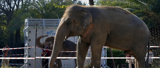 Pakistans ensamma elefant flyger mot Kambodja