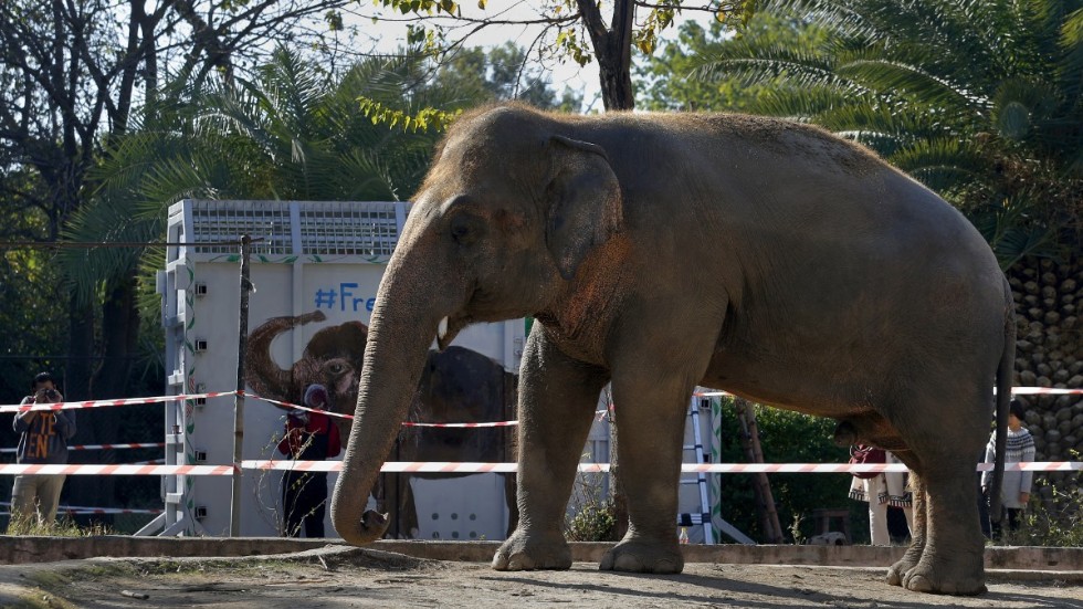 Pakistans enda elefant Kaavan flygs till Kambodja i en specialbyggd låda (i bild), efter år av protester från djurrättsaktivister ledda av den amerikanska artisten Cher. Bilden är tagen på fredagen.