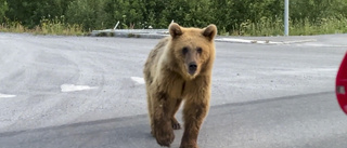 Mötte björn på promenad i stan: "Mäktigt"