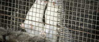WHO utreder muterade virus hos danska minkar