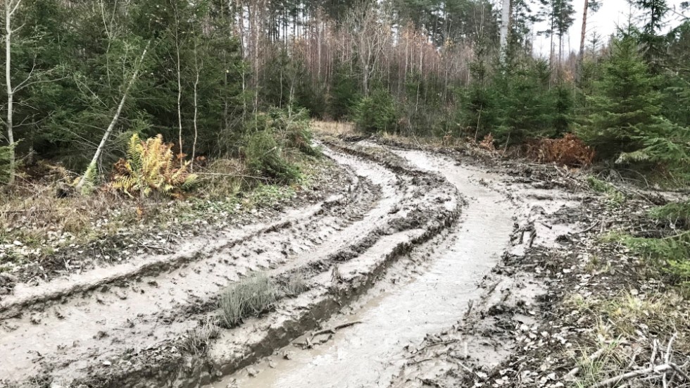 Vi är flera som är oroade över hur naturreservatet Hedlandet förstörs, skriver Kristina Bäck. Bilden är tagen vid tidigare tillfälle.