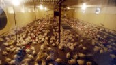 190 000 kycklingar slaktade efter viruslarm