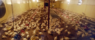 Kycklingfarm beviljas bygglov – grannar får inget gehör