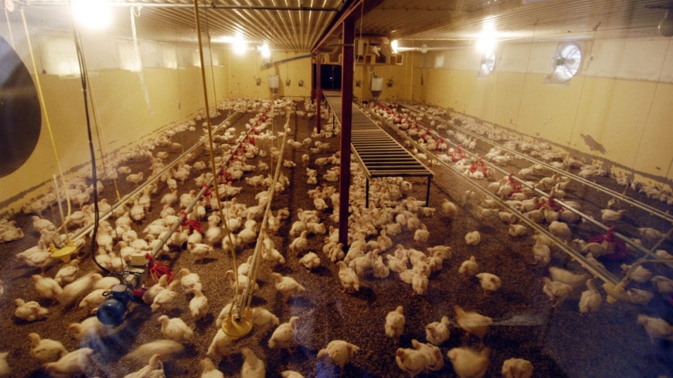 Skribenten skriver om svensk djurhållning och kycklinguppfödning.
