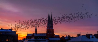 Svarta vingar i lyriken om Uppsala