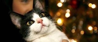 Katten Nilfons blev årets lussekatt