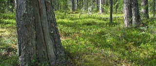  Just nu är det skogskövlarna som styr Sverige