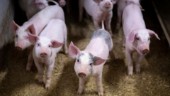 Kina bygger 26-våningshus för grisuppfödning: "Svinhugg går igen"