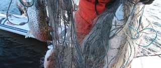 Ny rapport om tjuvfisket i Norrbotten
