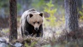 Björnexpert: Ökad jakt ger fler olyckor