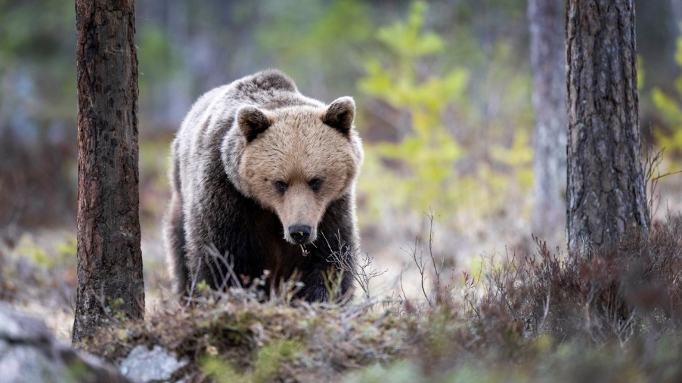 För första gången sedan 2016 har trikiner hittats hos en björn i Sverige. Arkivbild.