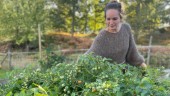 Pyralider förstör fritidsodlares tomater – Eleonora i Stallarholmen drabbad: "Jag fick slänga så många plantor" 