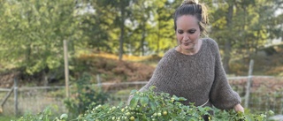 Pyralider förstör fritidsodlares tomater – Eleonora i Stallarholmen drabbad: "Jag fick slänga så många plantor" 