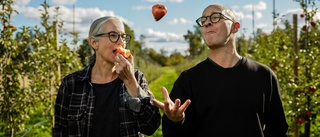 Det kryllar av äpplen – fantastisk skörd i år i Uppsala 