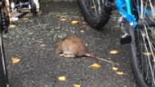 Föreningen om råttinvasionen i bostadsområdet: "Vi har en giljotin – den tar runt 100 råttor i kvartalet"