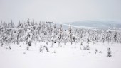 Lista: De äger mest skog i Norrbotten