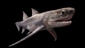 Urgamla fiskfossiler avslöjar vårt ursprung
