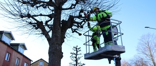 Runt 70 träd får nya frisyrer – för en ökad säkerhet