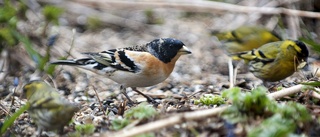 Färska siffror efter fågelräkningen i Östergötland: Talgoxen nedpetad från tronen
