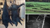 Ny vildsvinsplan splittrar jägare och lantbrukare i länet – skada och nytta styr antalet djur