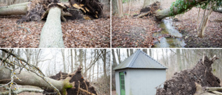 BILDER + TV: Se förödelsen efter stormarna • Stora träd föll längs med populära naturstigen