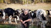 WWF: Uppsalagårdar är bäst i Sverige på ost