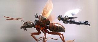 Fartfyllt med insektshjältar – så bra är "Ant-Man and the Wasp"