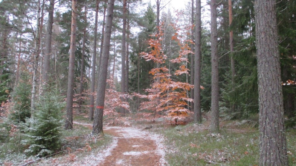 Skogen vid Västra Hållet är en typ som bara skapas genom en lång tid utan kalavverkning. Den innehåller ett rikt nätverk av stigar som resultat av att det är ett omtyckt och välutnyttjat rekreationsområde, skriver Bosse Röjder.