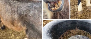 Vanvårdade hästar tvingades avlivas • Kvinna misstänks för djurplågeri: ”Pågått åtminstone ett halvår”
