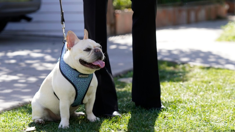 En fransk bulldogg med sin ägare, nära North Sierra Bonita Avenue i Los Angeles där Lady Gaga blev av med två hundar i februari 2021. Arkivbild.