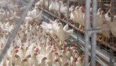 Fall av fågelinfluensa konstaterad i Sörmland