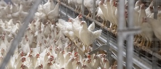 Fall av fågelinfluensa konstaterad i Sörmland