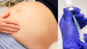 Många gravida avstår vaccin • Så ser det ut i Västerbotten: ”Glädjande att vi ligger bäst till, men det är ändå inte bra”