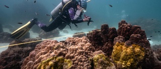 Korallrev i Thailand gulnar och dör