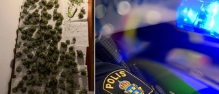 Gömde cannabisodling i fritidshus  i Motala – avslöjad av lukten