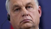 Orbáns halsduk upprör Ukraina