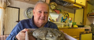 Döda jättepaddor slåss om världsrekordet – ägaren: "När Guinness vägde var det noga så in i helskotta"