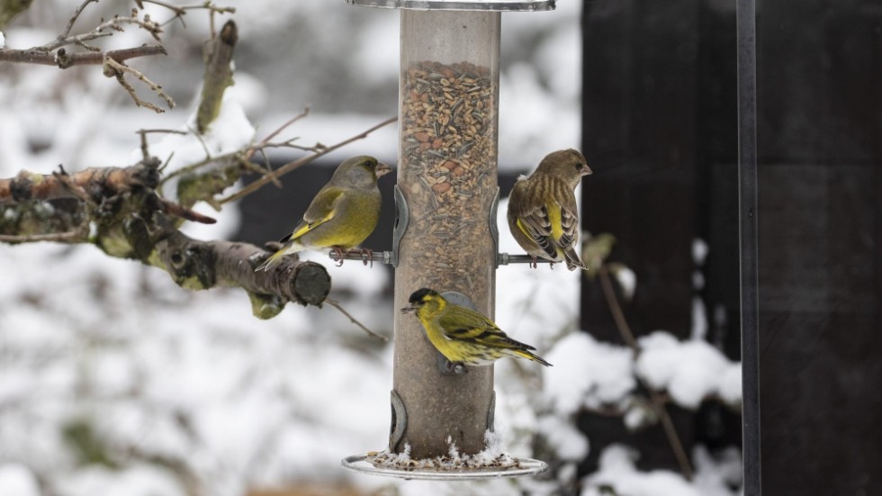 Grönfink och grönsiska samsas om födan vid en fågelmatstation.