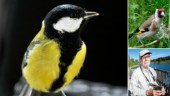 Lista: De vanligaste fåglarna i Norrbotten