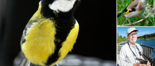 Lista: De vanligaste fåglarna i Norrbotten