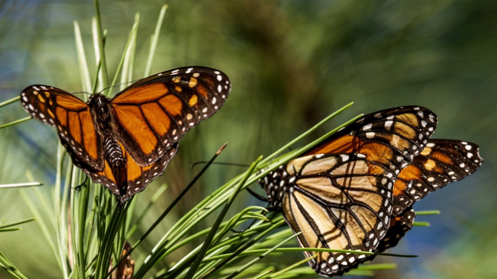 Monarkfjärilar i Kalifornien. Arkivbild.