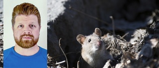 Råttorna förökar sig i rekordfart • Experten:"Ett råttpar kan bli 800 råttor på ett år"
