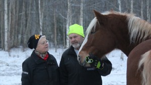 12-årige Lillpitehästen kan bli Årets kallblod–sprang in 90 000 kronor under en vecka–fuxen lyser upp vintermörkret
