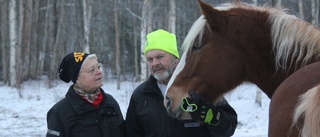 12-årige Lillpitehästen kan bli Årets kallblod–sprang in 90 000 kronor under en vecka–fuxen lyser upp vintermörkret